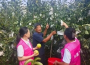 山东5G直播吕道口梨园：甜蜜采摘正当时